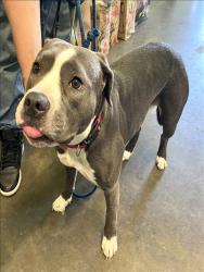 Shelter Stray Female Dog last seen , 1850 W 60th St, Los Angeles, CA 90047, USA