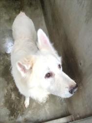 Shelter Stray Male Dog last seen , 1850 W 60th St, Los Angeles, CA 90047, USA
