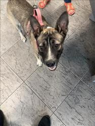 Shelter Stray Female Dog last seen , 11361 W Pico Blvd, Los Angeles, CA 90064, USA