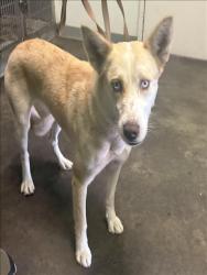 Shelter Stray Female Dog last seen , 1850 W 60th St, Los Angeles, CA 90047, USA