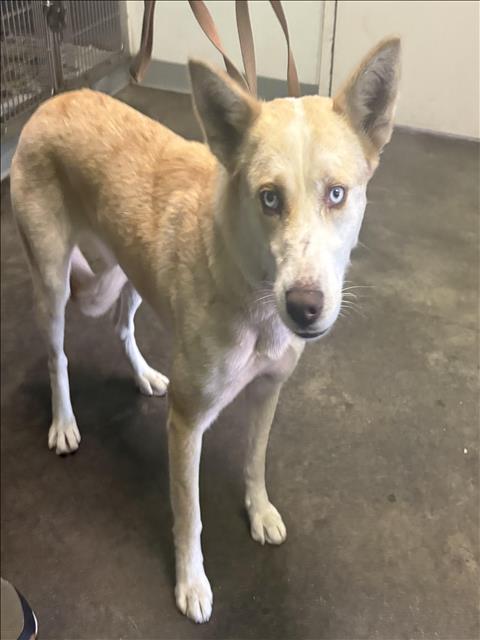 Shelter Stray Female Dog last seen , 1850 W 60th St, Los Angeles, CA 90047, USA