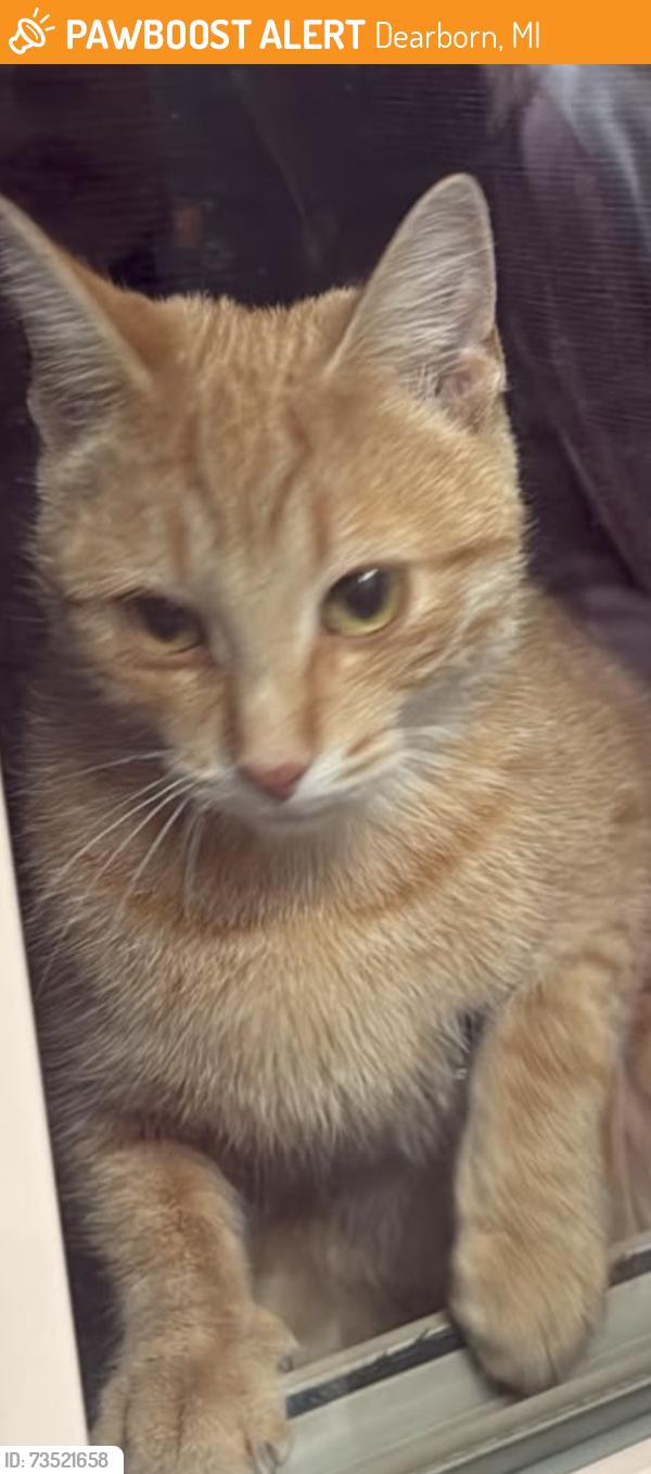 Found/Stray Unknown Cat last seen Chase and warren, Dearborn, MI 48126