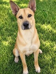 Shelter Stray Male Dog last seen , 1850 W 60th St, Los Angeles, CA 90047, USA