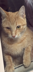 Found/Stray Unknown Cat last seen Chase and warren, Dearborn, MI 48126
