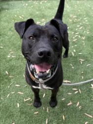 Shelter Stray Male Dog last seen , 1850 W 60th St, Los Angeles, CA 90047, USA