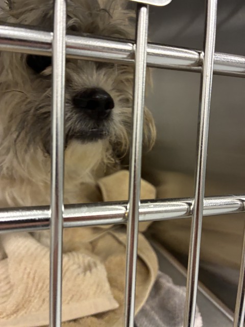 Shelter Stray Unknown Dog last seen Near, 5001 E Raymond St, Indianapolis, IN 46203, USA