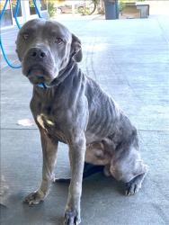 Shelter Stray Male Dog last seen , 1850 W 60th St, Los Angeles, CA 90047, USA