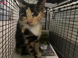 Shelter Stray Unknown Cat last seen , 1850 W 60th St, Los Angeles, CA 90047, USA