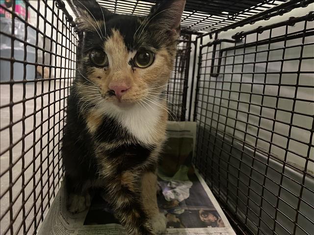 Shelter Stray Unknown Cat last seen , 1850 W 60th St, Los Angeles, CA 90047, USA