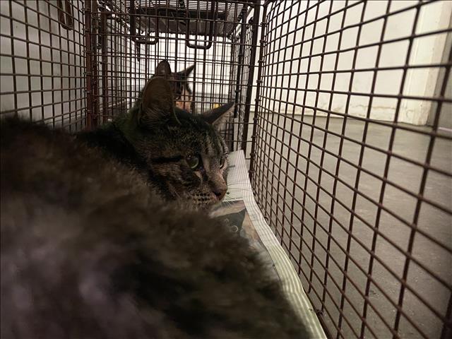 Shelter Stray Unknown Cat last seen , 1850 W 60th St, Los Angeles, CA 90047, USA