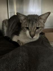 Shelter Stray Male Cat last seen Near BLOCK BLCK E 17TH ST, LONG BEACH, CA, 90808, 7700 E Spring St, Long Beach, CA 90815, USA