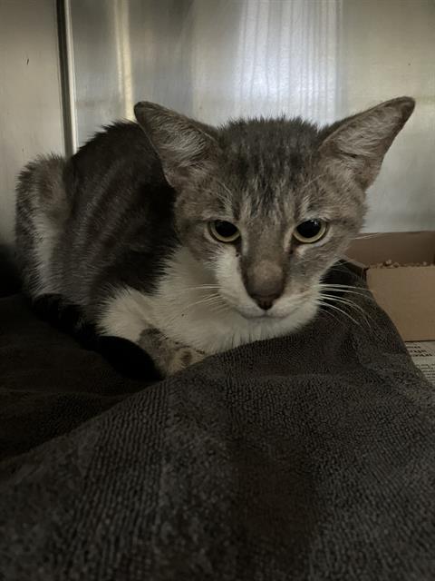Shelter Stray Male Cat last seen Near BLOCK BLCK E 17TH ST, LONG BEACH, CA, 90808, 7700 E Spring St, Long Beach, CA 90815, USA