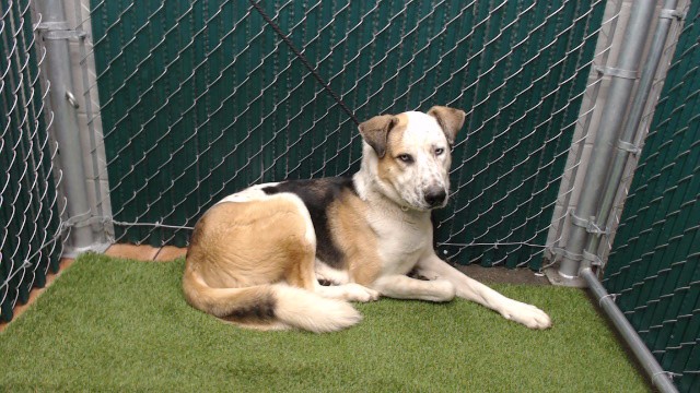 Shelter Stray Male Dog last seen , 11258 Garfield Ave, Downey, CA 90242, USA