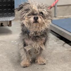 Shelter Stray Male Dog last seen , 600 Aviation Dr, Camarillo, CA 93010, USA