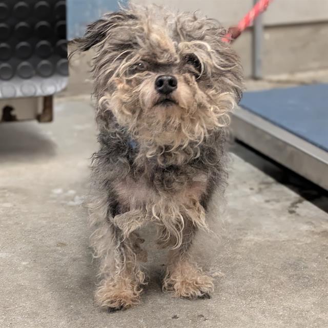 Shelter Stray Male Dog last seen , 600 Aviation Dr, Camarillo, CA 93010, USA