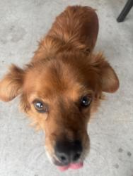 Reunited Male Dog last seen Sanderson/ cottonwood, San Jacinto, CA 92582