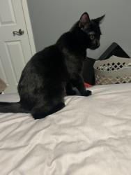 Reunited Male Cat last seen NE 56th st and N Kansas Ave, Kansas City, MO 64119