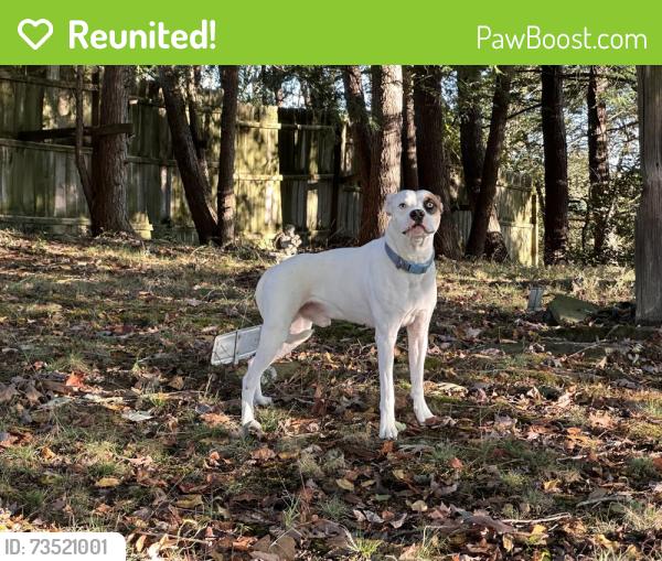 Reunited Male Dog last seen Hawkesyard Lane, Charleston, WV 25311