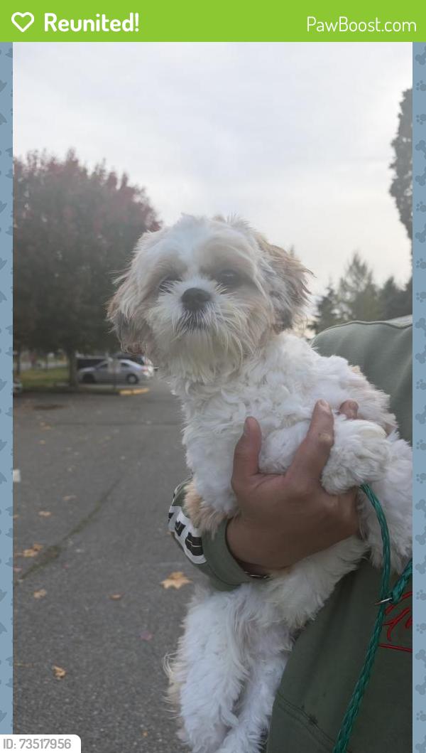 Reunited Male Dog last seen Near Military Rd S, SeaTac, WA, SeaTac, WA 98188