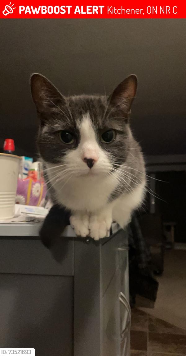 Lost Female Cat last seen machado street, Kitchener, ON N2R 0C2