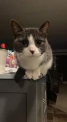 Lost Female Cat last seen machado street, Kitchener, ON N2R 0C2