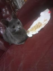 Lost Male Cat last seen Near kontiki Crescent street lenasia extension 13, Lenasia, GP 1821