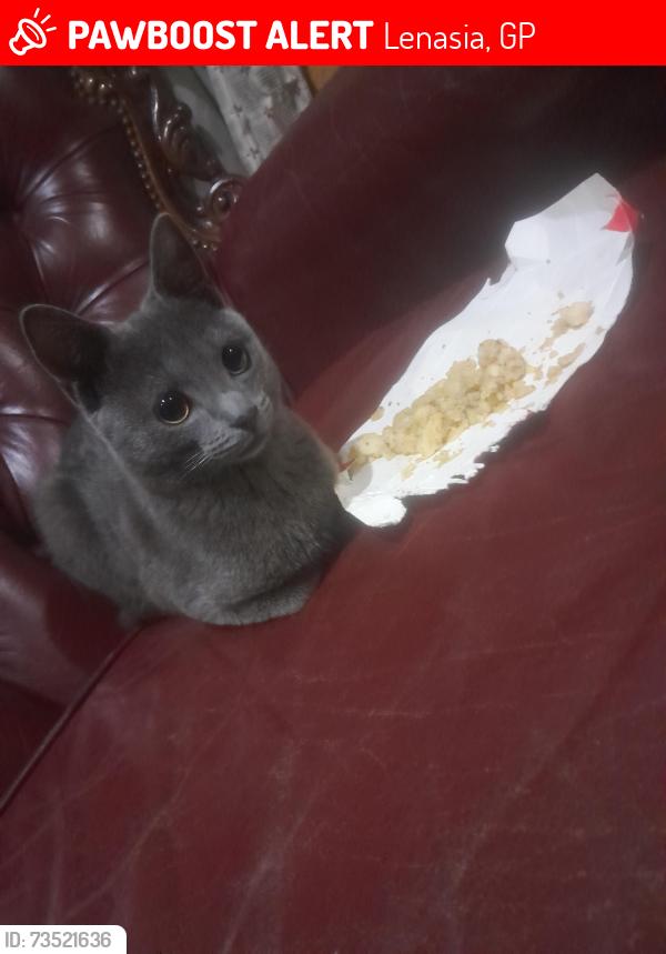 Lost Male Cat last seen Near kontiki Crescent street lenasia extension 13, Lenasia, GP 1821