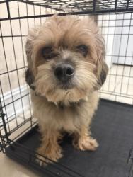 Reunited Male Dog last seen Goldenrod and Bates Rd, Winter Park, FL 32792
