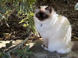 Reunited Male Cat last seen Maughan Crescent Fadden, Fadden, ACT 2904