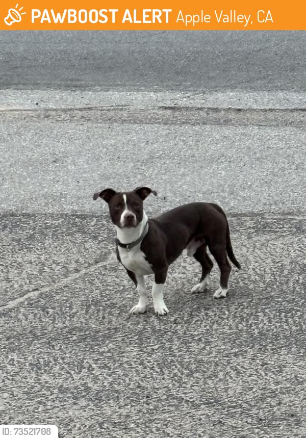 Found/Stray Male Dog last seen otoe rd & heading toward rancherias rd, Apple Valley, CA 92307