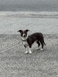 Found/Stray Male Dog last seen otoe rd & heading toward rancherias rd, Apple Valley, CA 92307