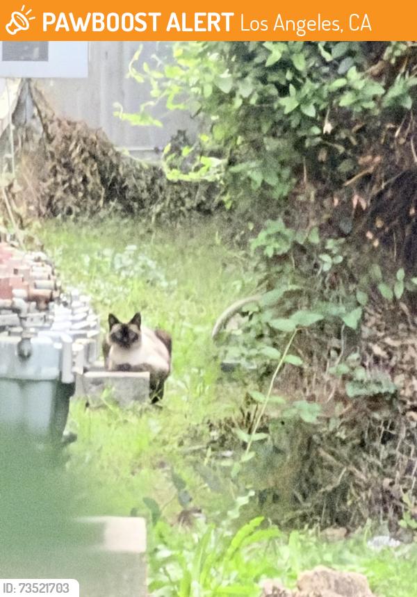 Found/Stray Unknown Cat last seen It inside the the apmt buliding which have access outside, Los Angeles, CA 91403