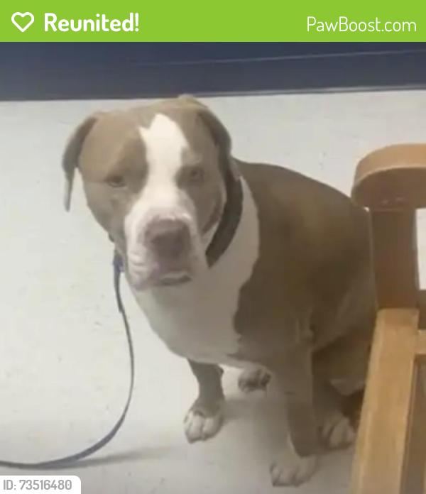 Reunited Male Dog last seen Woodbine, Prince William County, VA 20112