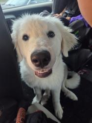 Reunited Female Dog last seen Golfview Dr, Hope Mills, NC 28348, USA, Hope Mills, NC 28348