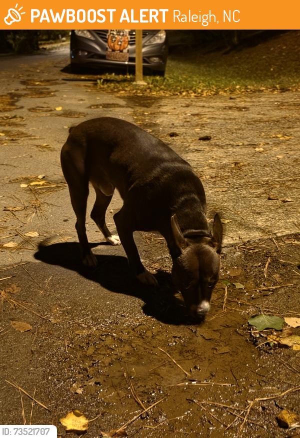Found/Stray Male Dog last seen Reigate Lane and Donnybrook, Raleigh, NC 27603