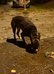 Found/Stray Male Dog last seen Reigate Lane and Donnybrook, Raleigh, NC 27603