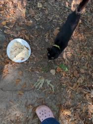 Found/Stray Unknown Cat last seen Larkspur and Blue Moss, Dallas, NC 28034