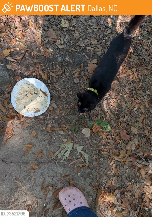 Found/Stray Unknown Cat last seen Larkspur and Blue Moss, Dallas, NC 28034