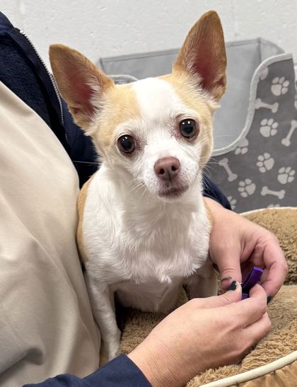 Shelter Stray Female Dog last seen S Hocker Road and E 49th Terrace, 64136, MO, 7077 Elmwood Ave, Kansas City, MO 64132, USA