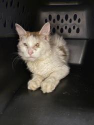 Shelter Stray Female Cat last seen Near E 87th Street, 64132, MO, 7077 Elmwood Ave, Kansas City, MO 64132, USA