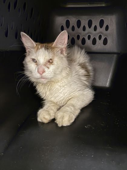 Shelter Stray Female Cat last seen Near E 87th Street, 64132, MO, 7077 Elmwood Ave, Kansas City, MO 64132, USA