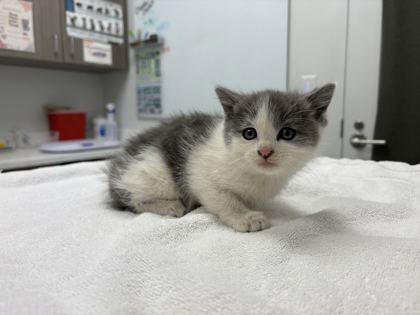 Shelter Stray Female Cat last seen Troost Avenue and E 74th Street, 64131, MO, 7077 Elmwood Ave, Kansas City, MO 64132, USA