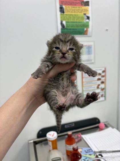 Shelter Stray Female Cat last seen Near N Jefferson St, Kansas City, MO 64118, 64118, MO, 7077 Elmwood Ave, Kansas City, MO 64132, USA