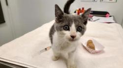 Shelter Stray Female Cat last seen Troost Avenue and Brushcreek, 64110, MO, 7077 Elmwood Ave, Kansas City, MO 64132, USA