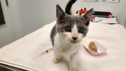 Shelter Stray Female Cat last seen Troost Avenue and Brushcreek, 64110, MO, 7077 Elmwood Ave, Kansas City, MO 64132, USA