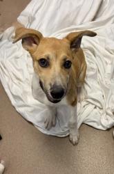 Shelter Stray Male Dog last seen Near EVANS MILL ROAD Lithonia, 30058, 30058, GA, 3280 Chamblee Dunwoody Rd, Chamblee, GA 30341, USA