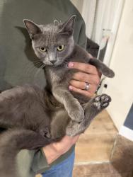 Found/Stray Unknown Cat last seen Reata Ranch/Meadows, Fort Worth, TX 76177
