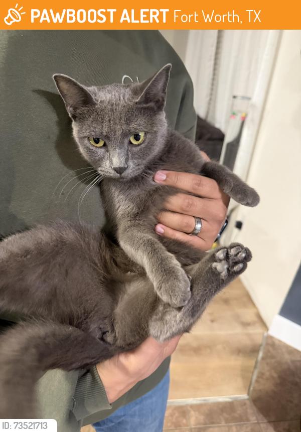 Found/Stray Unknown Cat last seen Reata Ranch/Meadows, Fort Worth, TX 76177