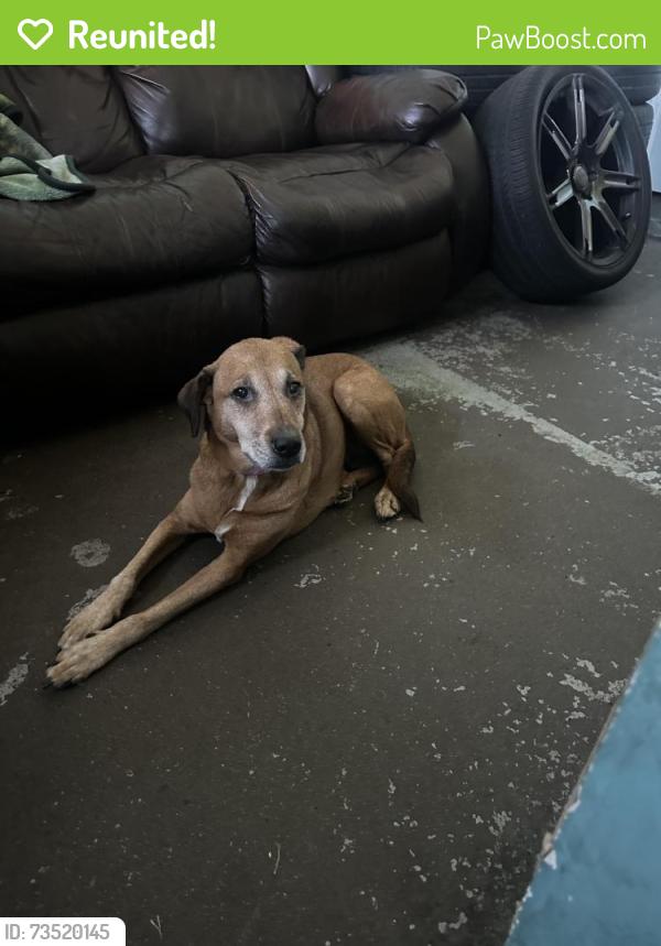 Reunited Female Dog last seen Across Easley mill, Easley, SC 29640