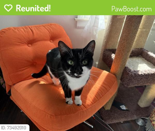 Reunited Female Cat last seen Martin Luther King Jr Blvd and Michigan Ave behind the church, Pontiac, MI 48342